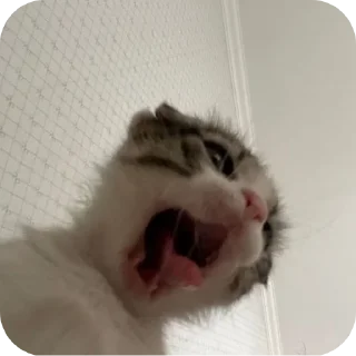 🐱