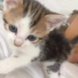 🏥