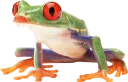 🐸