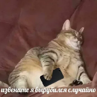 💤