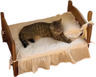 🛌