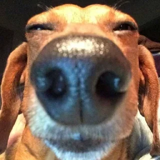 🐶