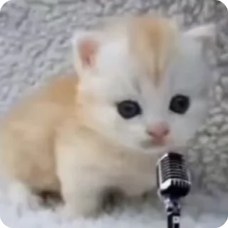 😼