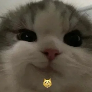 😼
