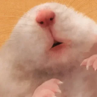 🐹