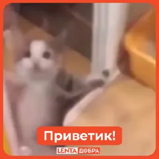 👋