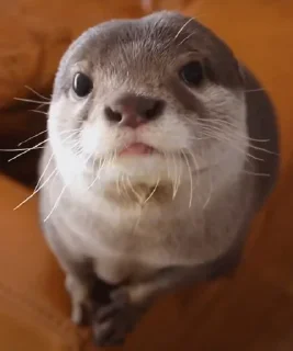 😇