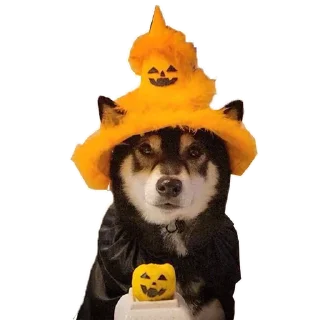 🐶