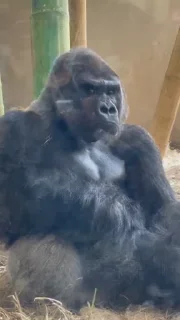 🙈