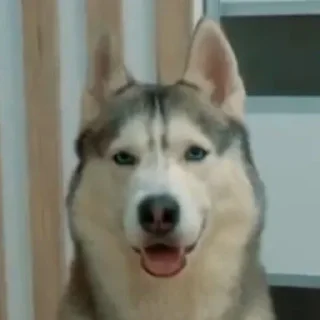 🌟