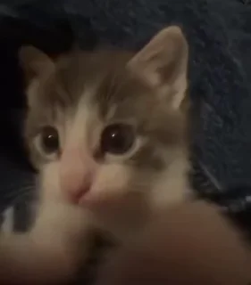 🐈
