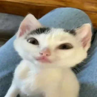 😺
