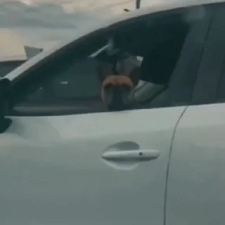 🐩