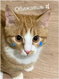 😿