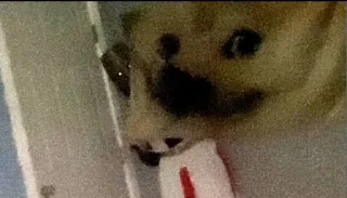 👻