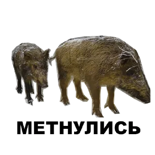 🐽