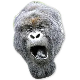 🦍