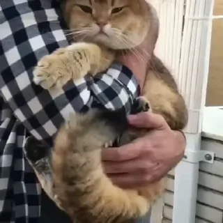 🐱