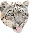 Snep Lep Blep