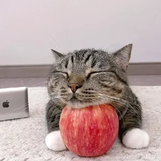 🌟