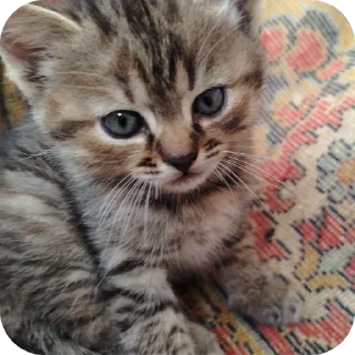 🐱