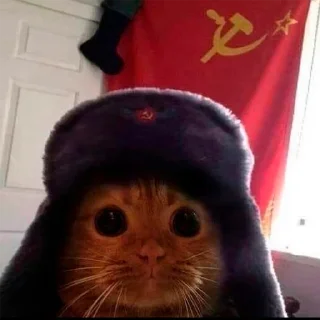 🫡