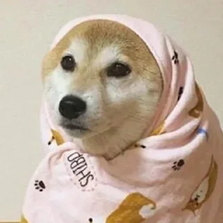 🐶