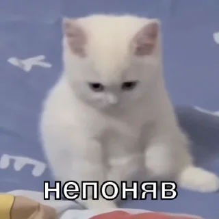 😾