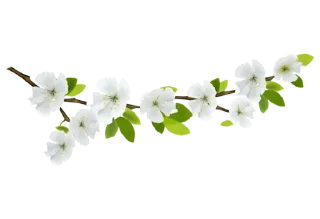 🌸