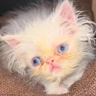👁