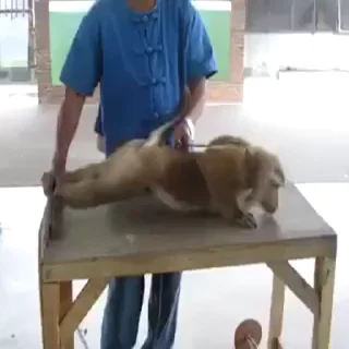 🐵