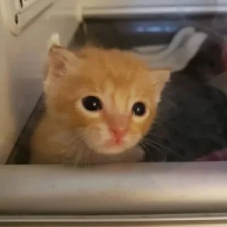 обосрыши :: @fStikBot