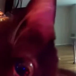 🐈