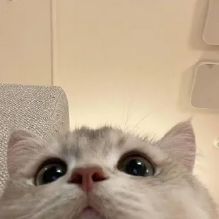 🐈