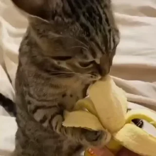 😋