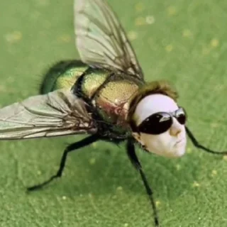 🪰