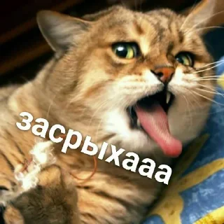 🐈