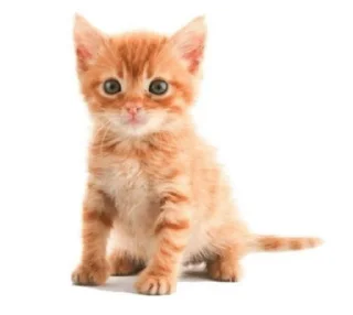 😺