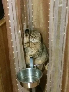 🐱