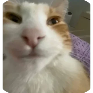 🐱