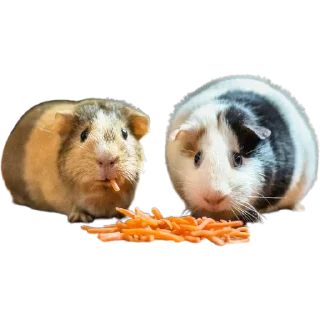 🥕