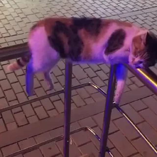 🐈