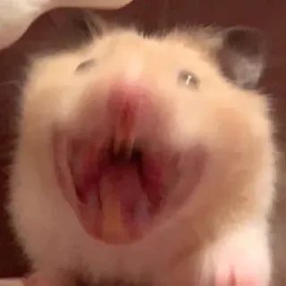 😆