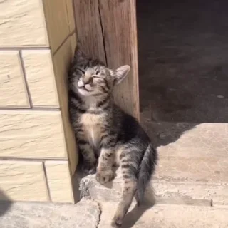 🐈