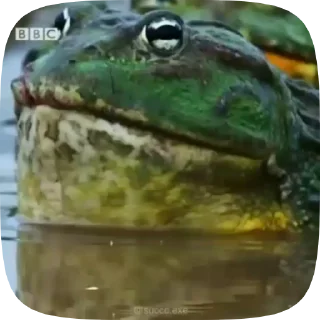 🐸