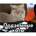 😼