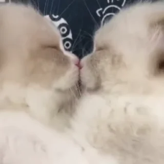 💑