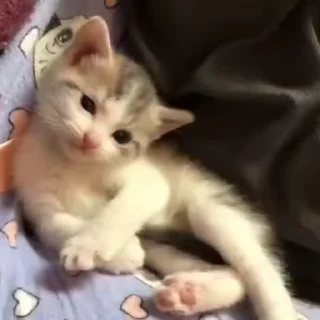 🐾