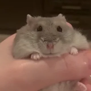 🐹Хомячки🐹@stickerus