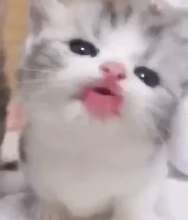 🐱